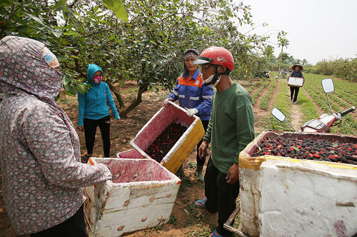 Đóng dâu vào thùng xốp để vận chuyển đi xa. Dâu tằm Hà Nội cũng được tiêu thụ tại Đà Nẵng, Quảng Nam, Bình Định...