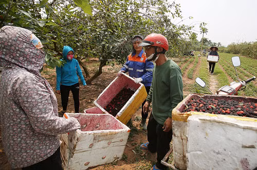 Đóng dâu vào thùng xốp để vận chuyển đi xa. Dâu tằm Hà Nội cũng được tiêu thụ tại Đà Nẵng, Quảng Nam, Bình Định...