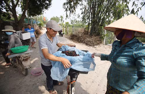 Sau vụ dâu, mỗi gia đình có thể thu nhập 20 - 22 triệu đồng.