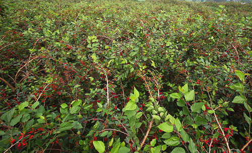 Những cây dâu tằm đỏ ối quả chín. Mỗi gốc, nhà nông thu hái được 80-90kg quả, có gốc to thì phải hơn một tạ.