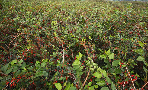 Những cây dâu tằm đỏ ối quả chín. Mỗi gốc, nhà nông thu hái được 80-90kg quả, có gốc to thì phải hơn một tạ.