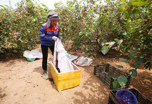 Dâu hái xuống được các lái buôn vào tận vườn dâu để chở đi. Cũng có gia đình phải tự mang dâu đến giao cho các mối mua buôn.