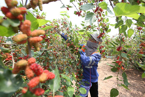 Người dân cho biết, do ảnh hưởng của thời tiết nên năm nay nhiều nhà bị mất mùa dâu. Thời tiết bất lợi như mưa phùn, sương, độ ẩm cao sẽ làm giảm năng suất dâu quả. Trên diện tích đất rộng chừng 2ha của huyện Phúc Thọ có khoảng 14 hộ gia đình cùng trồng dâu tằm. Mùa dâu chín, mỗi gia đình cắt cử từ 3 người trở lên làm công việc thu hái. Dâu thường được hái sau 7 giờ sáng bởi thời điểm này sương đã tan. Công việc hái dâu kéo dài đến chiều tối.