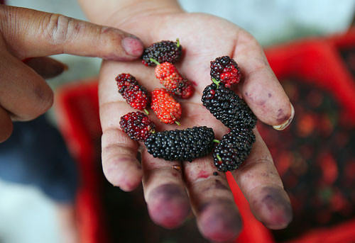 Dâu hái xuống được phân loại. Những quả to, giá bán sẽ cao hơn.