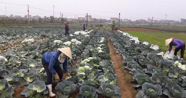 Giá bán tại ruộng mỗi bó cải lớn chỉ có giá 1.000 – 2.000 đồng, xà lách chỉ 7.000 đồng/kg, bắp cải 3.000 đồng/bắp… Ảnh: IT.