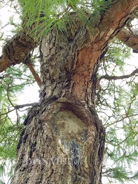 Can canh cay van tung 200 tuoi gia 2 ty o Con Son-Hinh-3