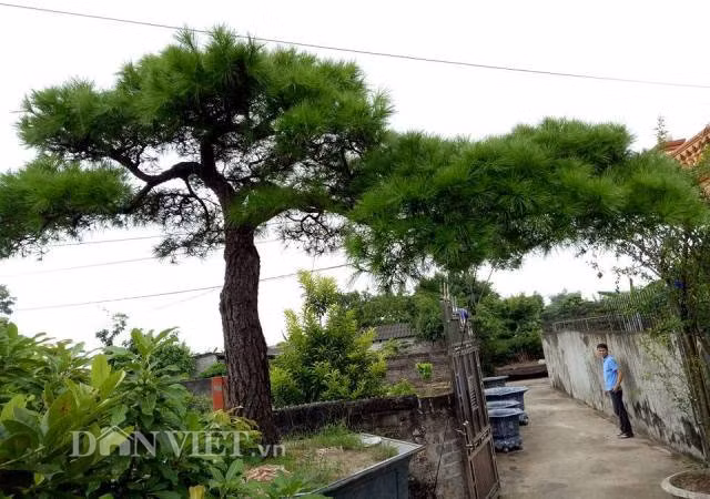 Can canh cay van tung 200 tuoi gia 2 ty o Con Son-Hinh-2