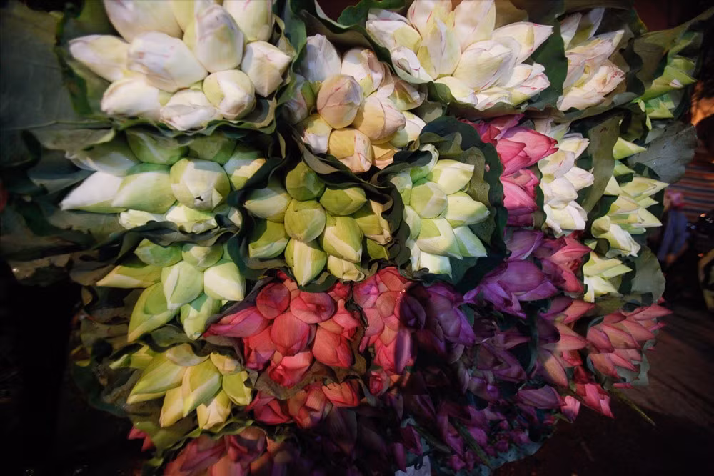 Sen có hai loại chính là trắng và hồng.