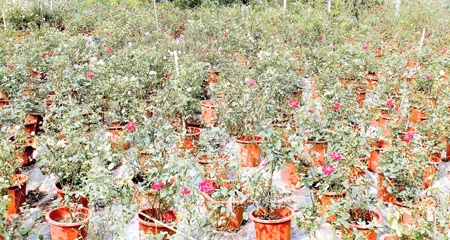 Một góc vườn hoa hồng ra đã lên chậu của gia đình anh Trần Văn Thành.