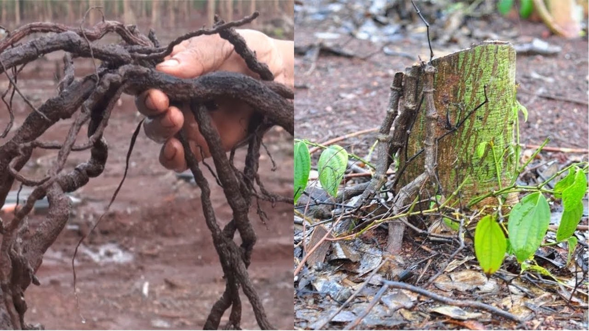 Thủ đoạn thu mua rễ tiêu giá cao của thương lái Trung Quốc triệt hại các vườn tiêu, phá hoại kinh tế của người dân và của địa phương.