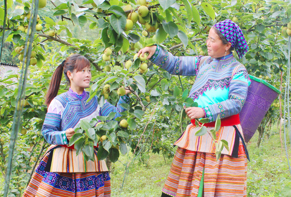 Đồng bào Mông xã Quan Thần Sán thu hoạch lê Tai Nung.