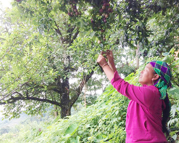 Người dân thu hoạch mận Tả Van.