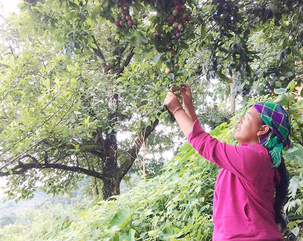 Người dân thu hoạch mận Tả Van.