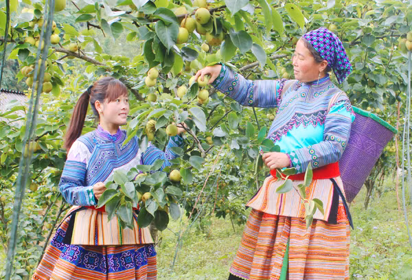 Đồng bào Mông xã Quan Thần Sán thu hoạch lê Tai Nung.