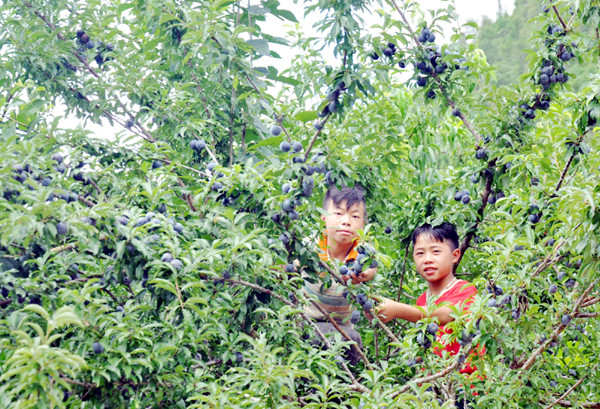 Mùa quả chín cũng đem đến nhiều niềm vui và kỷ niệm cho trẻ em vùng cao.