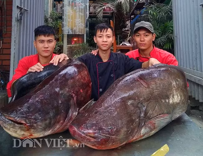 Nha hang Ha Noi lai mo cap ca leo “khung” phuc vu khach