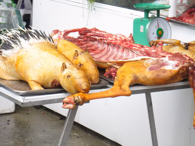 Nhím, chồn được bán với giá chỉ 100.000 đồng/kg.