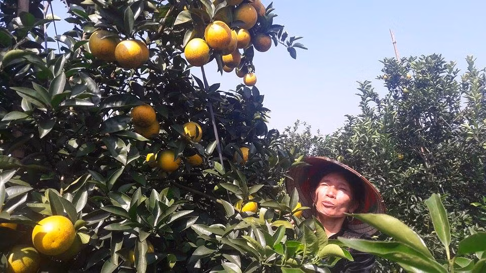 Long vang - giong cam De nhat thu phu cam Hoa Binh ngon ra sao?