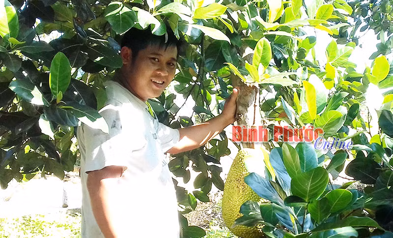 Lang thang vào các nhà vườn trồng mít Thái, vừa mua mít để chạy buôn chuyến, vừa nhận "ngửi mít thuê" cho các tiểu thương là niềm vui "cũng ra tiền" của anh Ngọc.