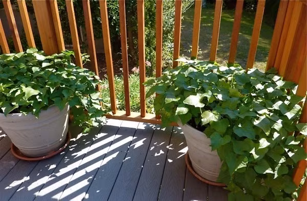 Trong khoai lang ngay tai nha hoa ra de hon tuong tuong-Hinh-3