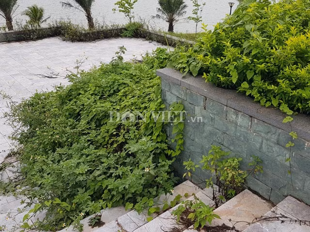 Cỏ mọc ở khắp nơi không được cắt tỉa. 