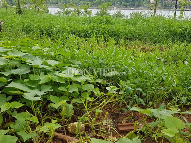 Phu Tho: Cong vien nghin ty thi cong xuyen the ky van do dang-Hinh-6