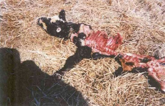 Xác gia súc bị cắt mất nhiều phần được tìm thấy gần trang trại Skinwalker năm 1997. Ảnh: Tumblr.