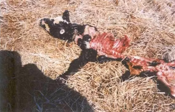 Xác gia súc bị cắt mất nhiều phần được tìm thấy gần trang trại Skinwalker năm 1997. Ảnh: Tumblr.