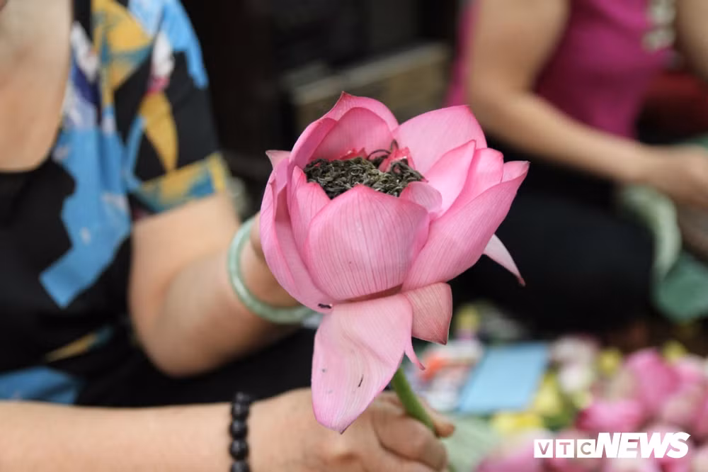 Theo cụ Dần, loại sen để làm trà phải là những bông sen mọc trong đầm làng Quảng Bá, có cánh phớt hồng, vừa mới chớm nở còn chúm chím nụ.