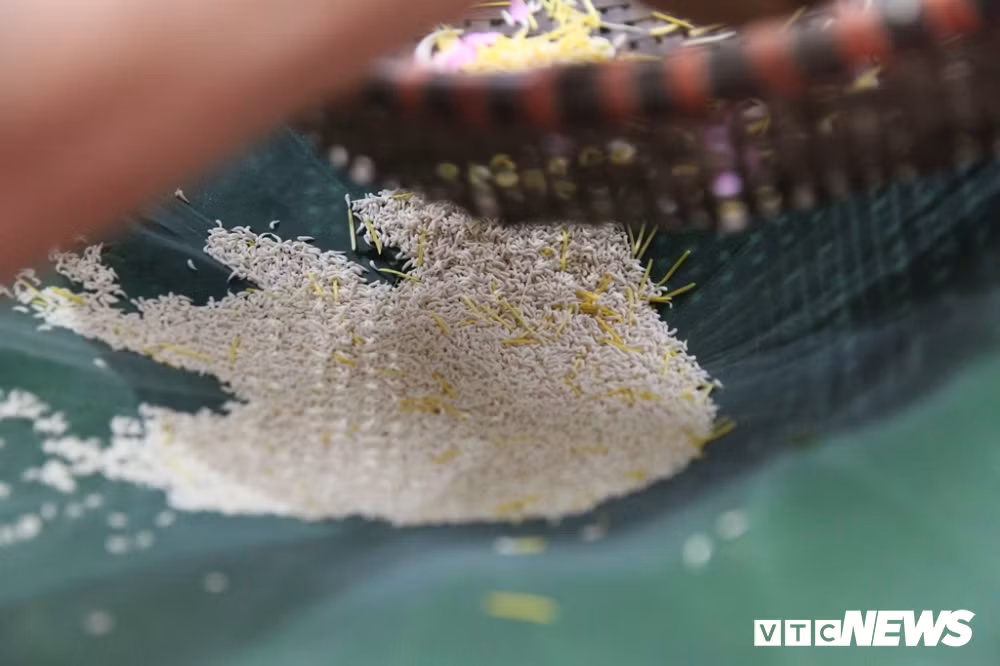 Cứ mỗi kg chè cần đến 2 lạng gạo sen để ướp, mà muốn có được 2 lạng gạo sen thì phải cần khoảng 1.000 bông sen. Sau khi trộn gạo sen với trà người ta đem ướp, rồi sấy khô và ướp tiếp lần hai. Để hương sen ngấm sâu vào từng búp trà, các công đoạn ướp sấy cứ lặp đi lặp lại đến 7 lần.