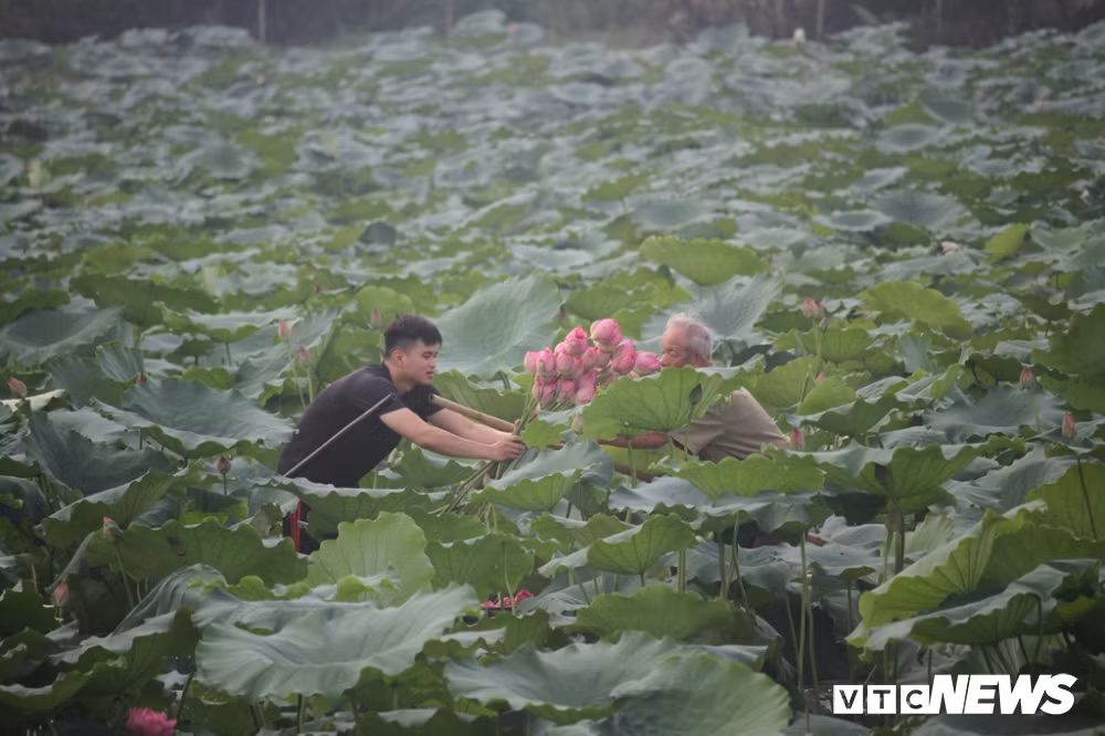 Những bông sen dùng để ướp trà được người dân hái vào lúc sáng sớm. Đây là thời điểm sen vẫn chưa bung nở, lý tưởng khi sử dụng để gói chè. Nếu vào ngày mưa, việc thu hoạch sen sẽ dừng lại, bởi phần nhụy bên trong bị ảnh hưởng bởi nước.