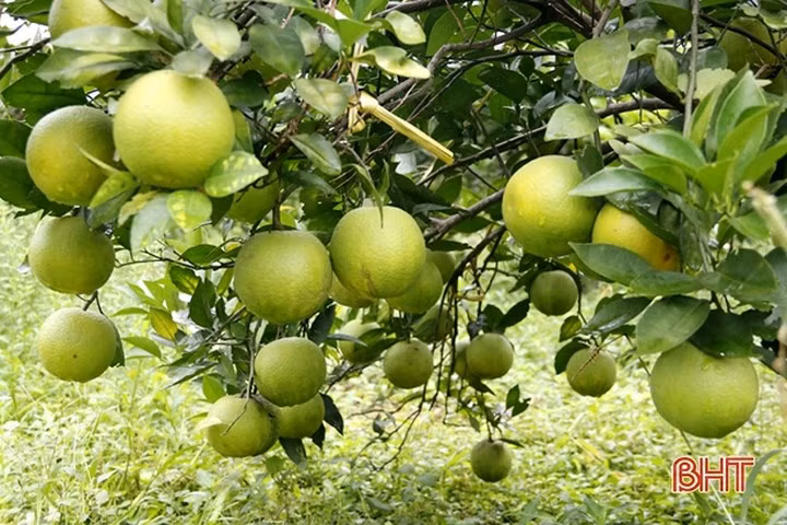 Vua cam ngon nhat Ha Tinh vao mua, hua hen cho thu 100 ty