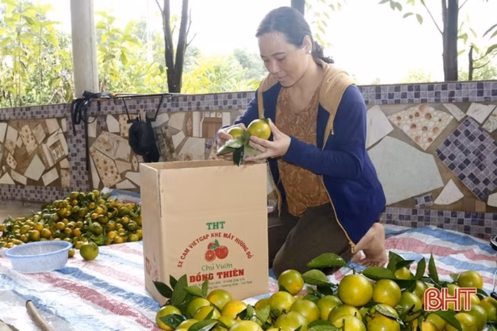 Vua cam ngon nhat Ha Tinh vao mua, hua hen cho thu 100 ty-Hinh-3