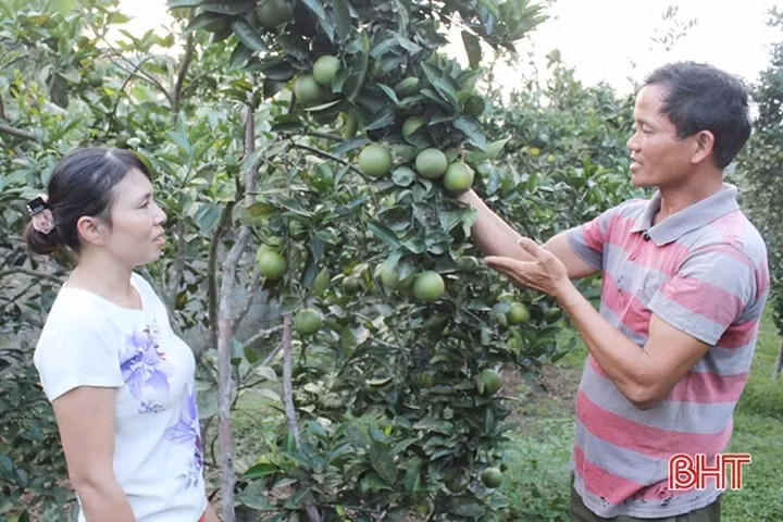 Vua cam ngon nhat Ha Tinh vao mua, hua hen cho thu 100 ty-Hinh-10