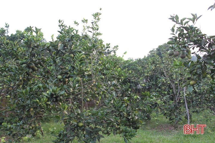 Vua cam ngon nhat Ha Tinh vao mua, hua hen cho thu 100 ty-Hinh-6