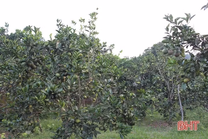 Vua cam ngon nhat Ha Tinh vao mua, hua hen cho thu 100 ty-Hinh-6