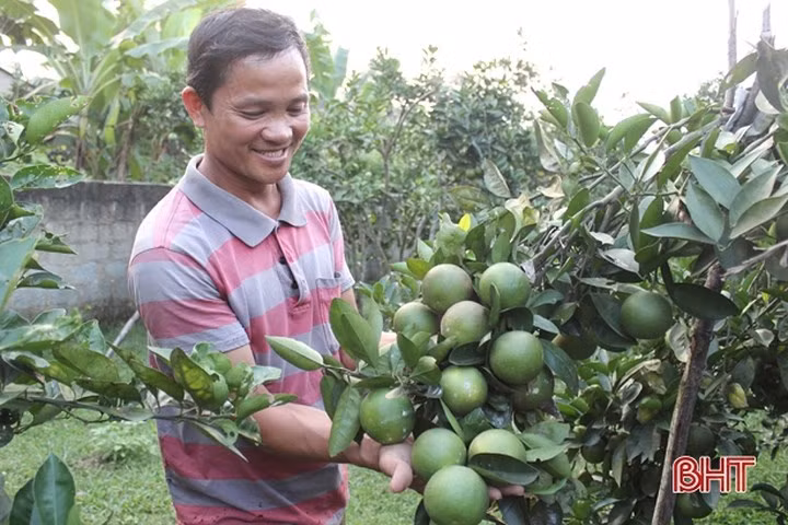 Vua cam ngon nhat Ha Tinh vao mua, hua hen cho thu 100 ty-Hinh-9
