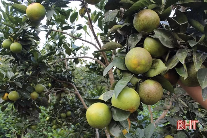 Vua cam ngon nhat Ha Tinh vao mua, hua hen cho thu 100 ty-Hinh-8