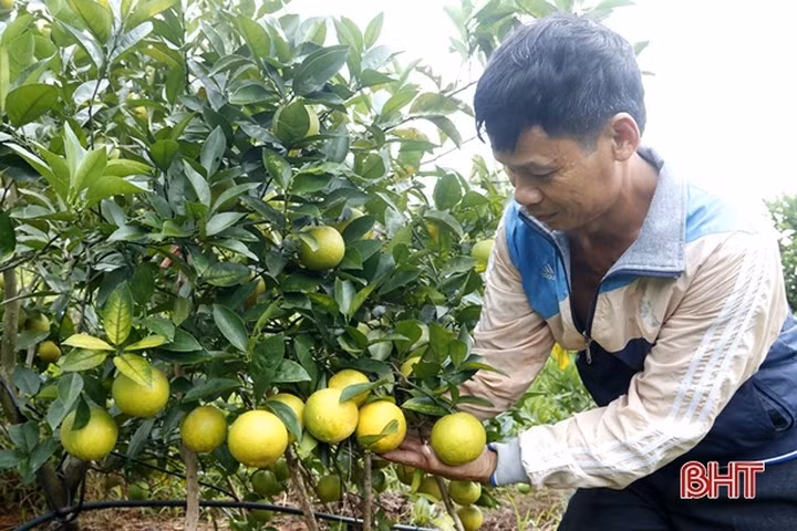 Vua cam ngon nhat Ha Tinh vao mua, hua hen cho thu 100 ty-Hinh-4