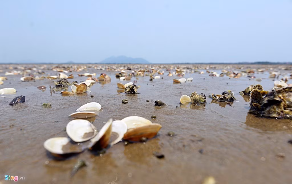 Khu vực này chỉ có 5 hộ dân thôn Bắc Hà (thuộc xã Kỳ Hà, Kỳ Anh) nuôi ngao với diện tích gần 10 ha. Người dân ước tính, hơn 10 tấn ngao đã chết trắng, nhiều đầm nuôi số lượng chết lên tới 90%.