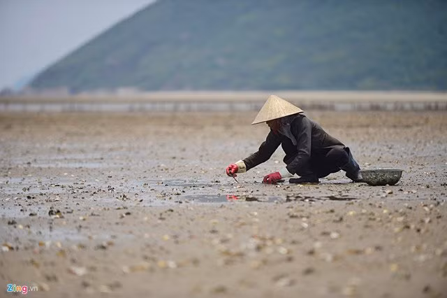 Những người có kinh nghiệm cho biết, nuôi ngao thích hợp nhất là dưới các cồn cát có nước. "Đây là tháng buôn bán ngao tốt nhất trong năm, còn nếu để tháng 9, mùa nước lên, chúng tôi không thể lấy", anh Phạm Xuân Phương chua xót chia sẻ.