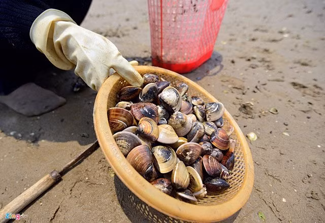 Người dân cho biết, họ nhặt ngao về nhưng không dám ăn vì sợ độc tố làm ngao chết vẫn còn bên trong.