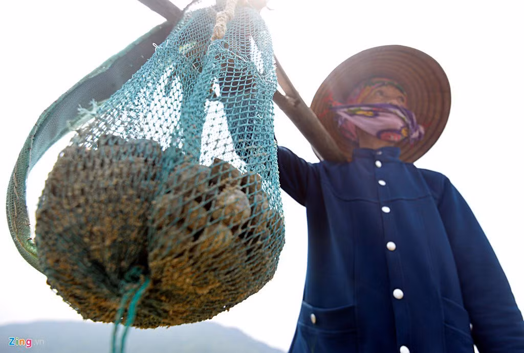 Cả buổi sáng, bà Hà Thị Thập nhặt được 5 kg ngao nhưng khi mang ra chợ bán không ai dám mua.