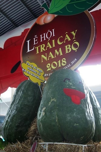 Trái bí đao khổng lồ, nặng 45kg. Ảnh: Tiền Phong.