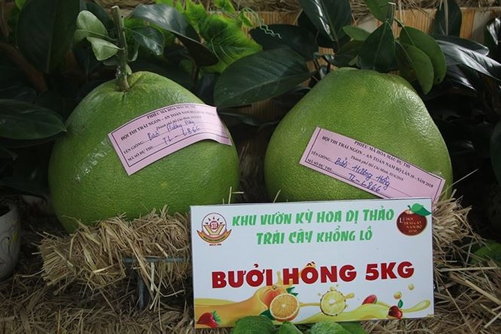 Giống bưởi hồng này nặng tới 5kg. Ảnh: Tiền Phong.