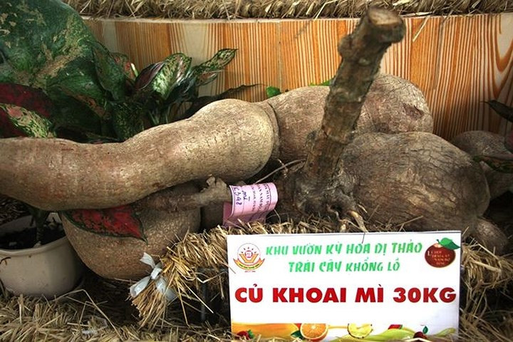 Củ khoai mì nặng đến 30kg. Ảnh: Tiền Phong.
