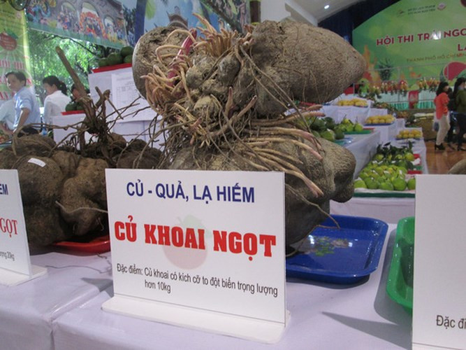 Củ khoai khổng lồ nặng hơn 10kg. Ảnh: Người Lao động.