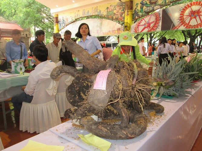 Củ khoai có kích thước khổng lồ thu hút khách tham quan. Ảnh: Người Lao động.