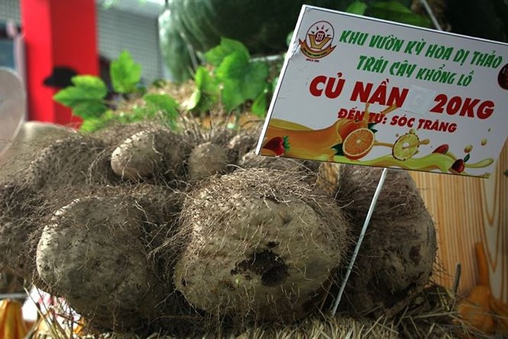 Củ nần nặng 20kg. Ảnh: Tiền Phong.