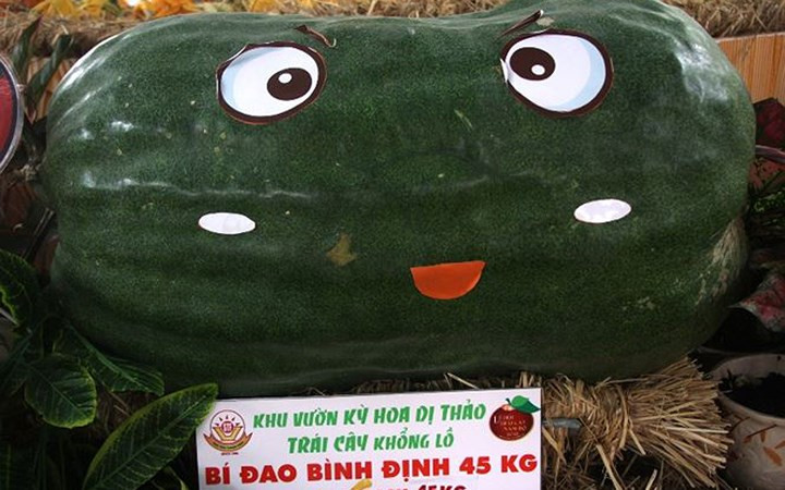 Giống bí đao này đến từ tỉnh Bình Định. Ảnh: Tiền Phong.